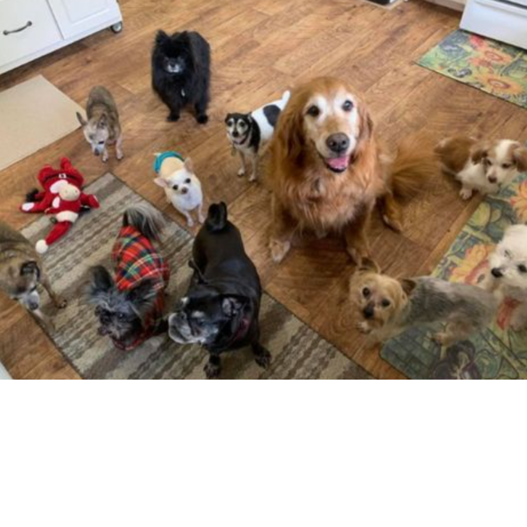 Group of dogs all healthy and happy